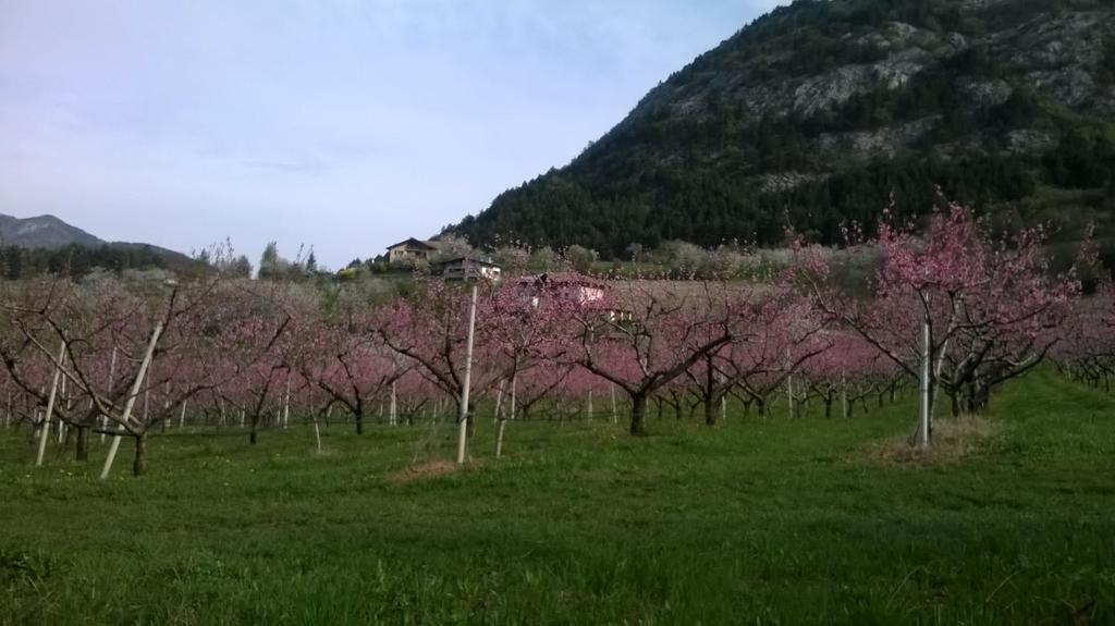Willa Casa Da Aldo Castelfondo Zewnętrze zdjęcie